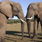 Addo Elephant Park in the Eastern Cape