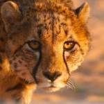 Cheetah in the Kruger Park