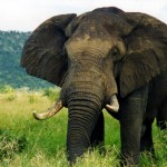 Eastern Cape Elephant