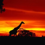 Africa Giraffe