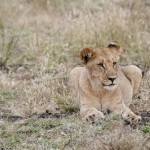 Lioness in Kruger National Park