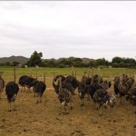 Ostrich Farm in Oudtshoorn