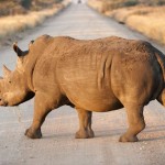 Kruger National Park Rhinoceros