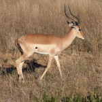 Kruger National Park Springbok 